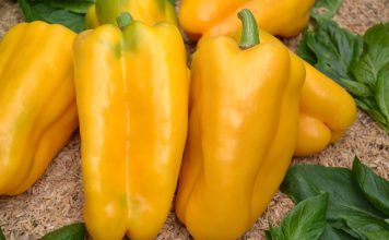 Перец сладкий «Какаду жёлтый»