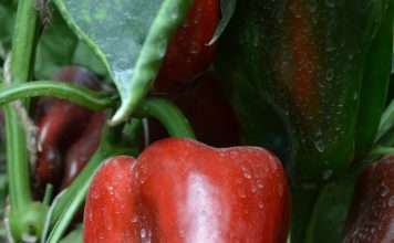 Перец сладкий «Какаду красный»