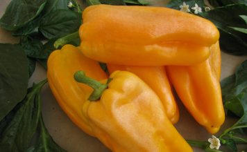 Перец сладкий «Какаду оранжевый»