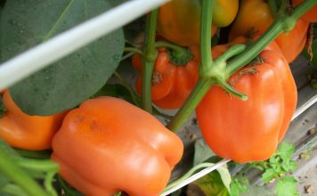 Перец сладкий «Оранжевый бык»