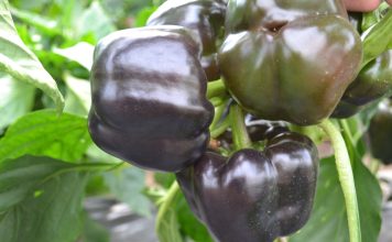 Перец сладкий «Пурпурный бык»