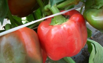 Перец сладкий «Рубиновый бык»