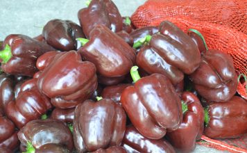 Перец сладкий «Шоколадный бык»