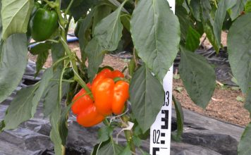 Перец сладкий «Янтарный бык»