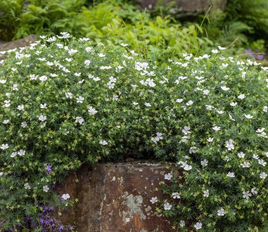 Герань, которая в саду — находка садовода!