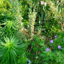 Гималайская герань (Geranium himalayense) прижилась в сухом тенистом местечке Гималайская герань (Geranium himalayense) прижилась в сухом тенистом местечке