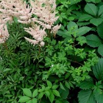 Листики сибирской герани (Geranium sibiricum) смягчают грубоватую листву девичьего винограда Листики сибирской герани (Geranium sibiricum) смягчают грубоватую листву девичьего винограда
