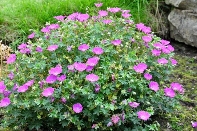 Герань кроваво-красная (Geranium sanguineum) Герань кроваво-красная (Geranium sanguineum)