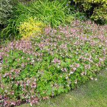 Герань крупнокорневищная, или балканская (Geranium macrorrhizum) вся ароматная — и цветки, и листья, и стебли Герань крупнокорневищная, или балканская (Geranium macrorrhizum) вся ароматная — и цветки, и листья, и стебли