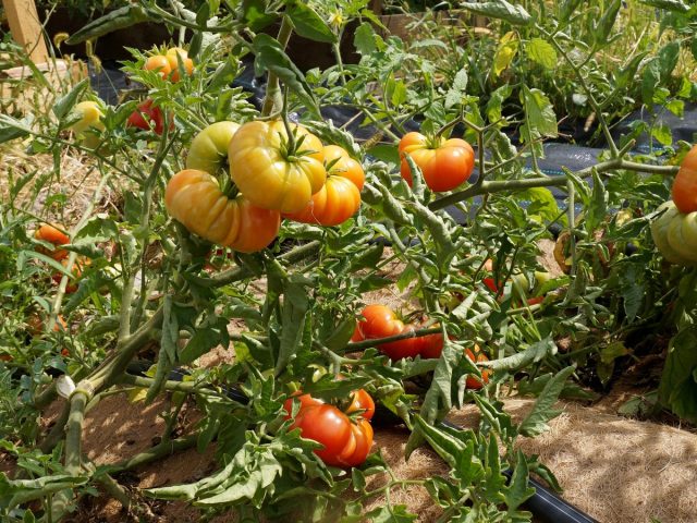 Интересные сорта помидоров «с историей», которые я выращивала