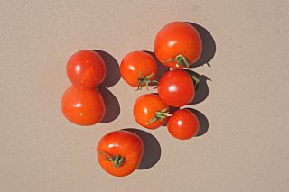 Томат «Хайнц» (Heinz) Томат «Хайнц» (Heinz)