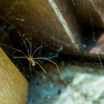 Паук-сенокосец (Pholcidae) Паук-сенокосец (Pholcidae)