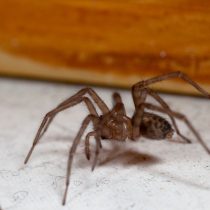 Домовый, или чердачный паук (Tegenaria domestica) Домовый, или чердачный паук (Tegenaria domestica)