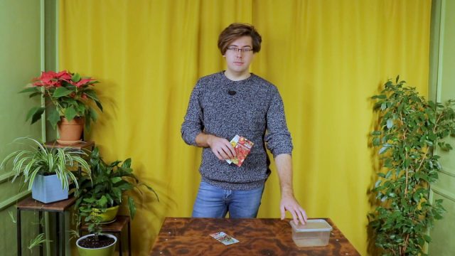 Как правильно посеять землянику зимой?