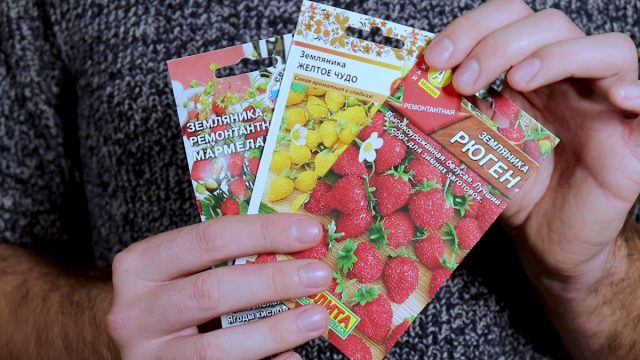 Зачем выращивать садовую землянику из семян? Зачем выращивать садовую землянику из семян?