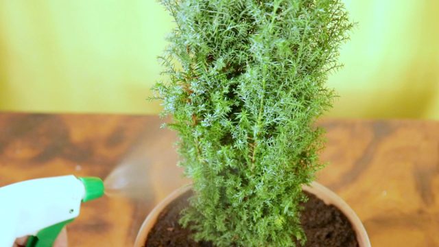 Секреты пересадки кипарисовика Секреты пересадки кипарисовика