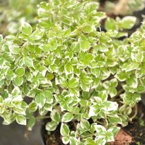 Бересклет Форчуна (Euonymus fortunei), сорт «Эмеральд Гайети» (Emerald Gaiety) Бересклет Форчуна (Euonymus fortunei), сорт «Эмеральд Гайети» (Emerald Gaiety)