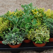Бересклет (Euonymus) — разные виды Бересклет (Euonymus) — разные виды