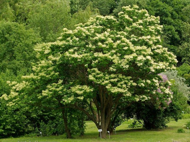 Сирень амурская (Syringa amurensis) Сирень амурская (Syringa amurensis)