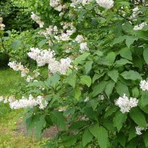 Сирень гималайская (Syringa emodi) Сирень гималайская (Syringa emodi)