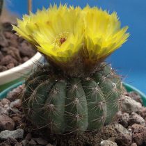 Нотокактус, или Пародия Отта (Parodia ottonis, или Notocactus ottonis) Нотокактус, или Пародия Отта (Parodia ottonis, или Notocactus ottonis)