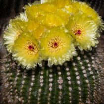 Нотокактус, или Пародия плитчатая (Parodia tabularis, или Notocactus tabularis) Нотокактус, или Пародия плитчатая (Parodia tabularis, или Notocactus tabularis)