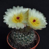 Нотокактус, или Пародия стройная (Parodia concinna, или Notocactus concinnus) Нотокактус, или Пародия стройная (Parodia concinna, или Notocactus concinnus)