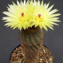 Нотокактус, или Пародия тонкоцилиндрическая (Parodia tenuicylindrica, или Notocactus tenuicylindricus) Нотокактус, или Пародия тонкоцилиндрическая (Parodia tenuicylindrica, или Notocactus tenuicylindricus)