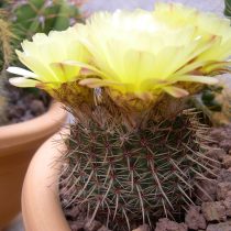 Нотокактус, или Пародия сосочковая (Parodia mammulosa, или Notocactus mammulosus) Нотокактус, или Пародия сосочковая (Parodia mammulosa, или Notocactus mammulosus)