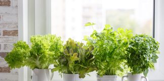 Урожай круглый год — выращиваем овощи дома