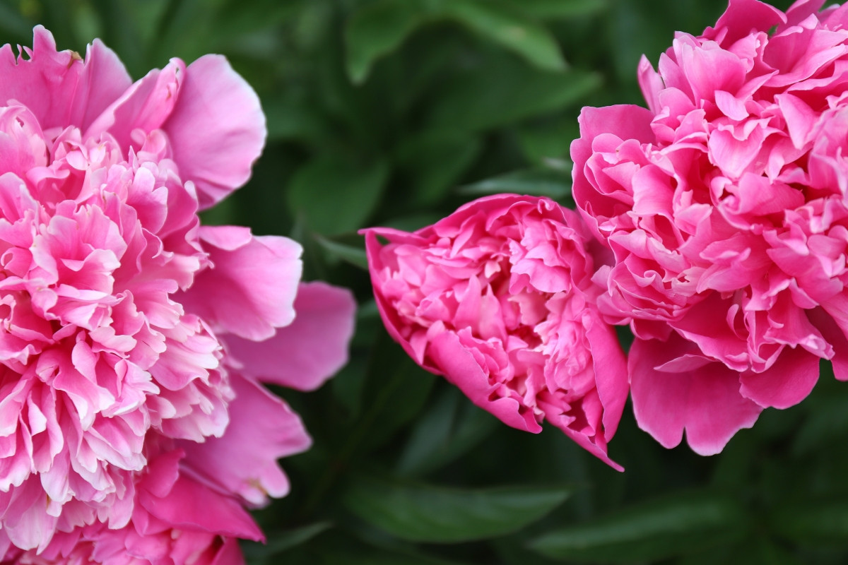 Пион молочноцветковый «Карл Розенфилд» (Paeonia lactiflora 'Karl Rosenfield')