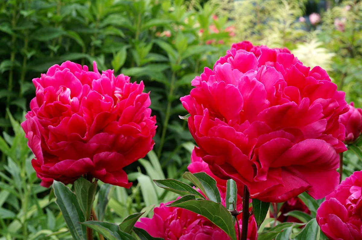 Пион молочноцветковый «Карл Розенфилд» (Paeonia lactiflora 'Karl Rosenfield')