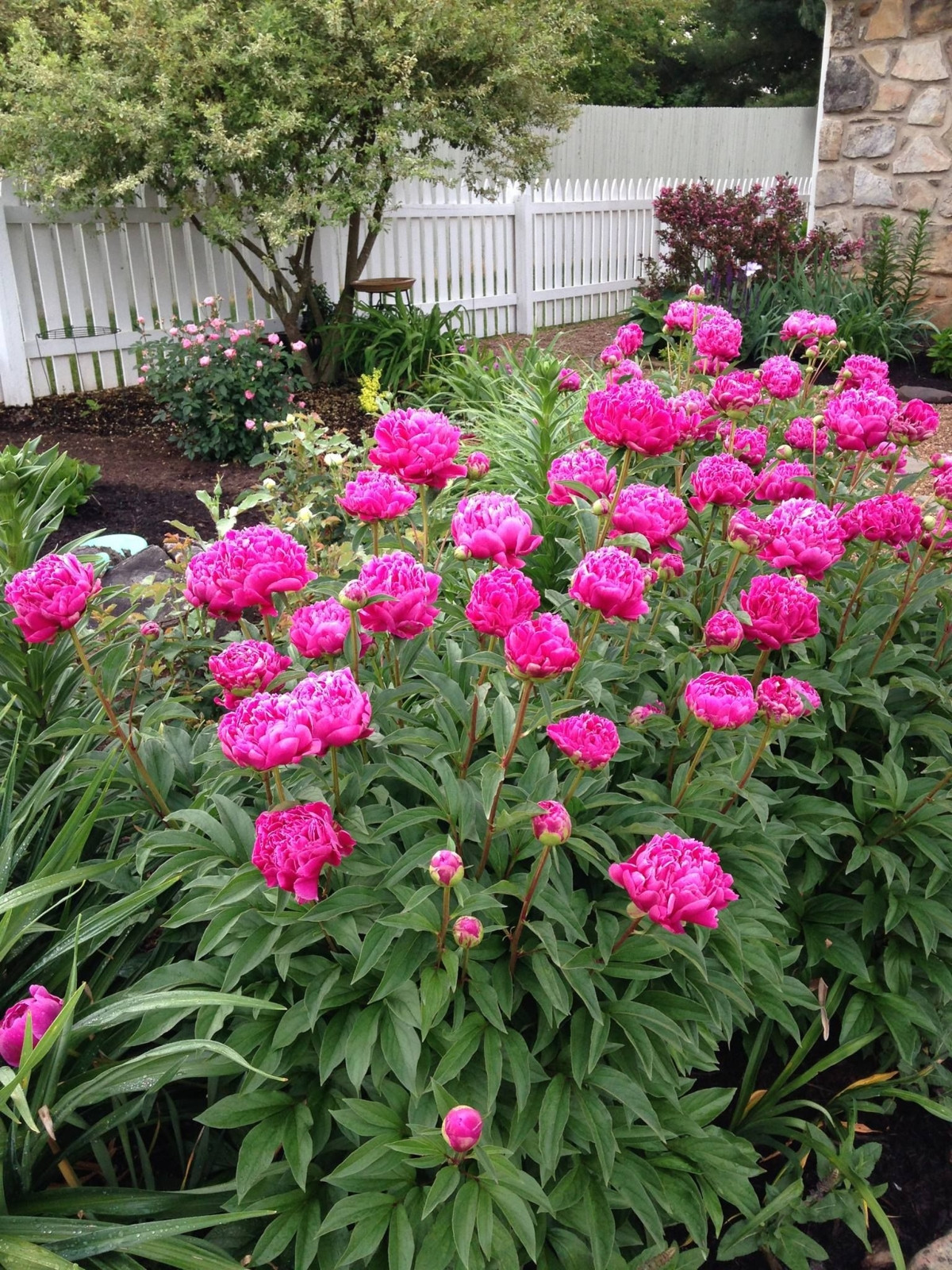 Пион молочноцветковый «Карл Розенфилд» (Paeonia lactiflora 'Karl Rosenfield')