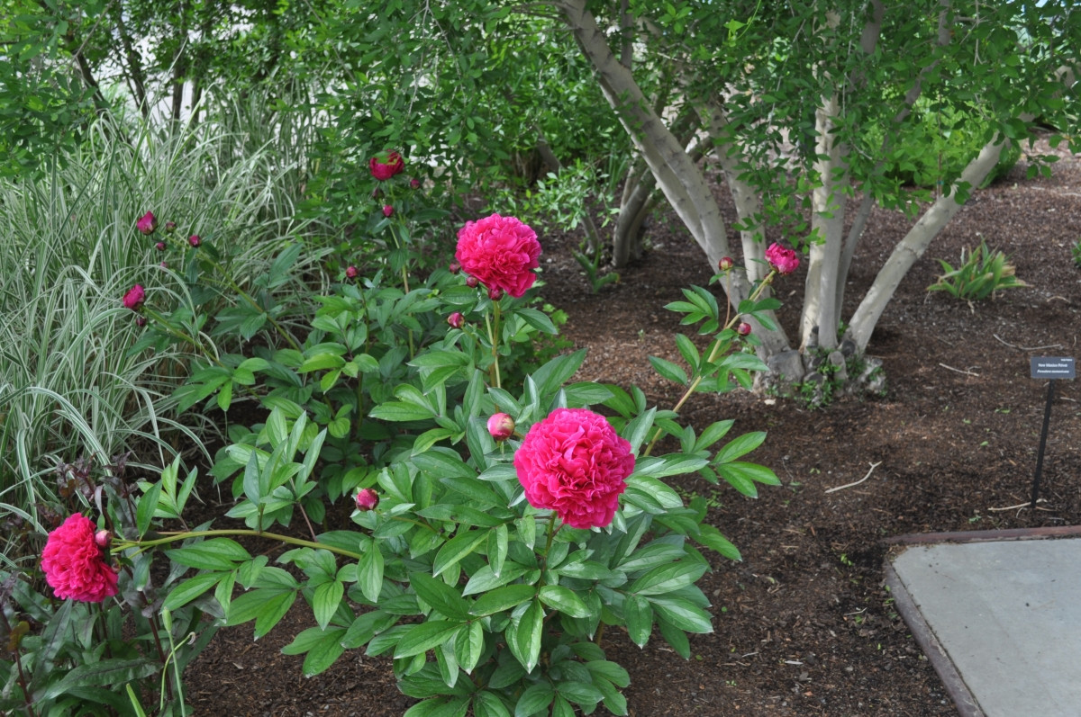 Пион молочноцветковый «Карл Розенфилд» (Paeonia lactiflora 'Karl Rosenfield')