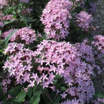 Пентас «Баттерфляй светло лавандовый» (Butterfly Light Lavender) Пентас «Баттерфляй светло лавандовый» (Butterfly Light Lavender)