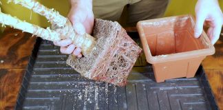 Срежьте все пожелтевшие листья и достаньте растение из горшка