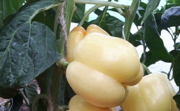 Перец сладкий «Белый бык»