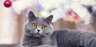 Самые интересные и популярные породы короткошерстных кошек - Животные Самые интересные и популярные породы короткошерстных кошек