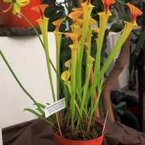 Саррацения желтая (Sarracenia flava) Саррацения желтая (Sarracenia flava)