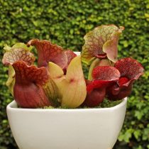 Саррацения пурпурная (Sarracenia purpurea) Саррацения пурпурная (Sarracenia purpurea)