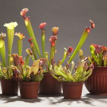 Саррацении (Sarracenia) Саррацении (Sarracenia)