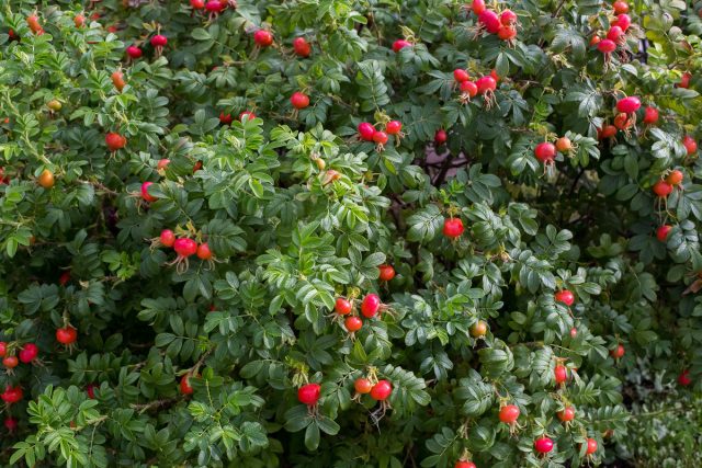 Шиповник (Rosa) Шиповник (Rosa)