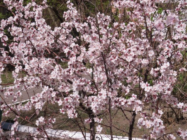Абрикос сибирский (Prunus sibirica, или Armeniaca sibirica)