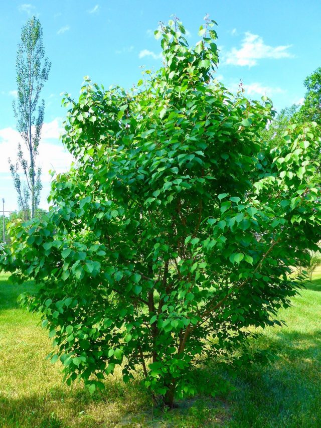 Абрикос маньчжурский (Prunus mandschurica, или Armeniaca mandshurica) Абрикос маньчжурский (Prunus mandschurica, или Armeniaca mandshurica)