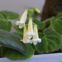 Смитианта многоцветковая (Smithiantha multiflora) Смитианта многоцветковая (Smithiantha multiflora)