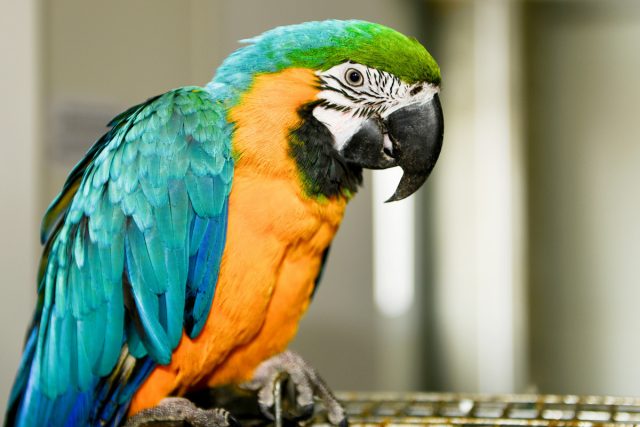 Содержание попугаев — чем кормить и как научить разговаривать?