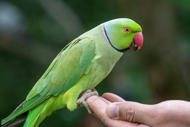 Ожереловый попугай Крамера (Psittacula krameri) Ожереловый попугай Крамера (Psittacula krameri)