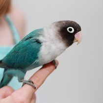 Масковый неразлучник (Agapornis personatus) Масковый неразлучник (Agapornis personatus)