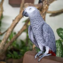 Серый африканский попугай, или жако (Psittacus erithacus)