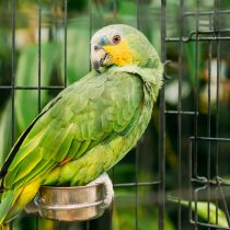 Венесуэльский амазон (Amazona amazonica) Венесуэльский амазон (Amazona amazonica)